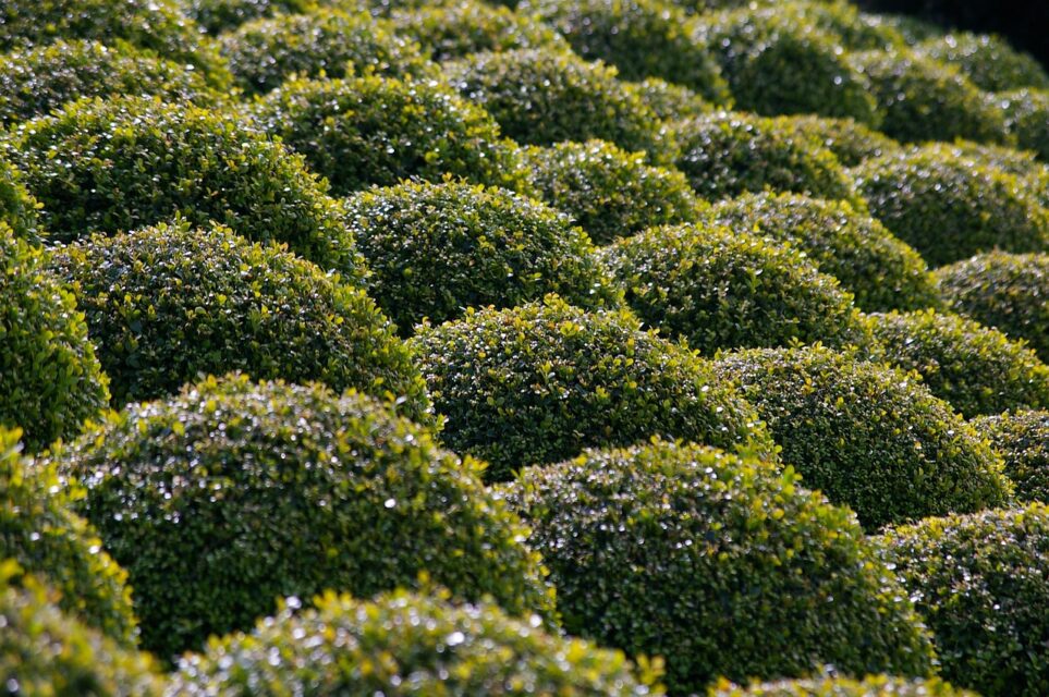 Green-mound-Boxwood