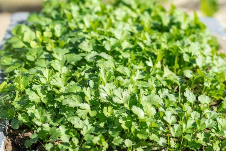 Types-of-Cilantro